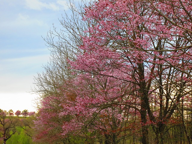 s-IMG_0050.jpg