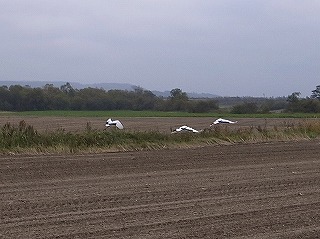 s-R0011880.jpg